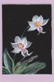 Orchide_weiss_001.jpg
