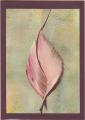 flora-6.jpg