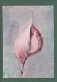 flora-7.jpg