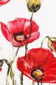 mohn_001.jpg
