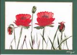 mohn.jpg